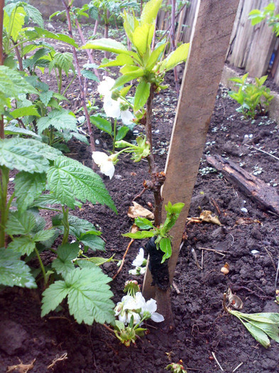 cires mai in visin franc