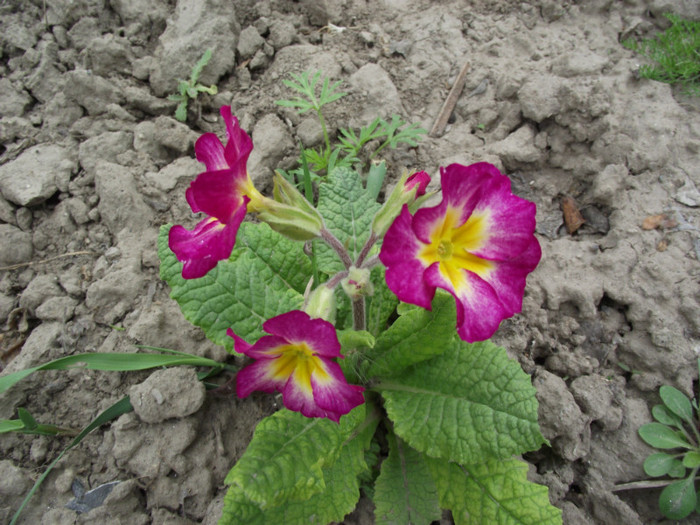 primula