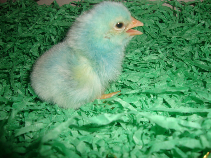  - un puisor mai special