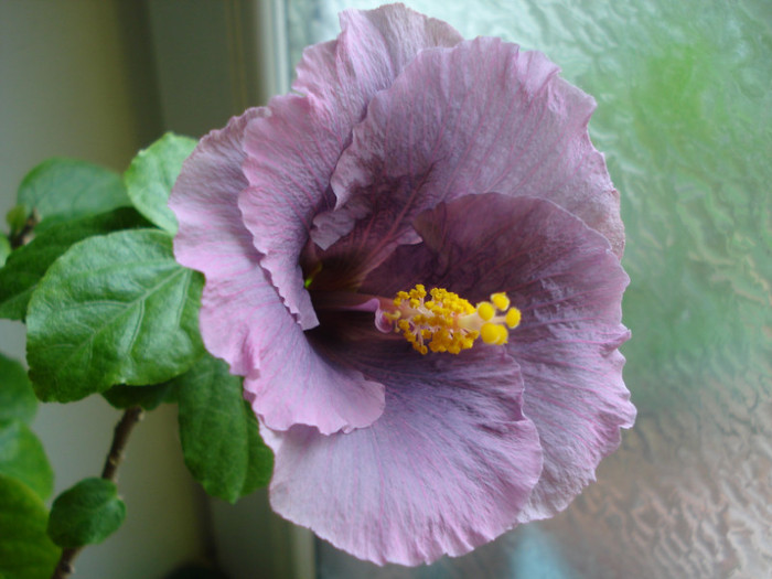 15.04.2012 "Marilyn Quale" - Hibiscus