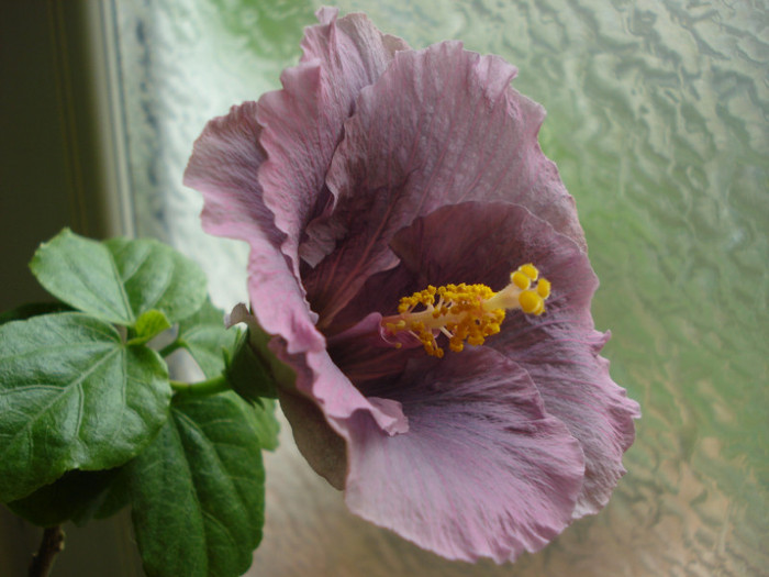 DSC05773 - Hibiscus