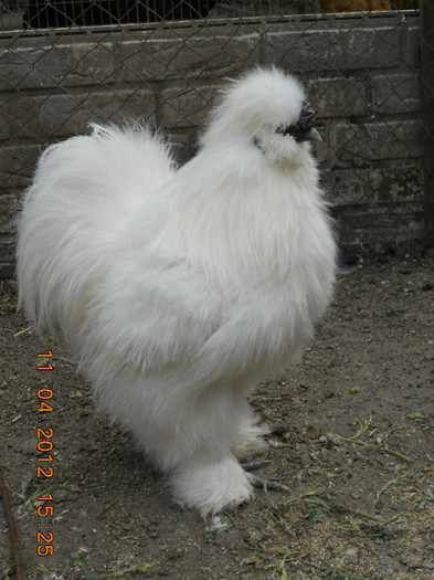 cocosul  matase 014 - gaini Matase japoneza