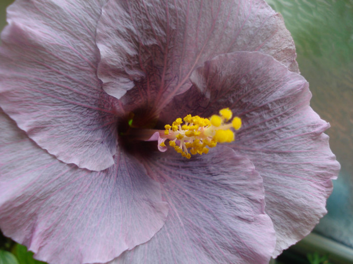 DSC05779 - Hibiscus