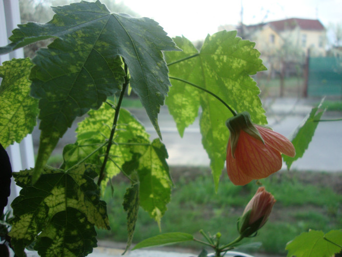  - florile mele2
