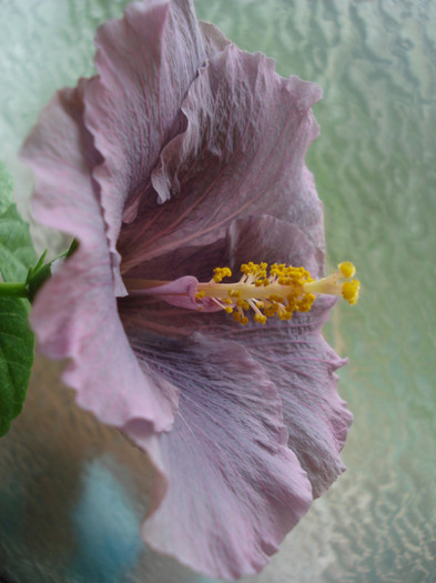 DSC05785 - Hibiscus