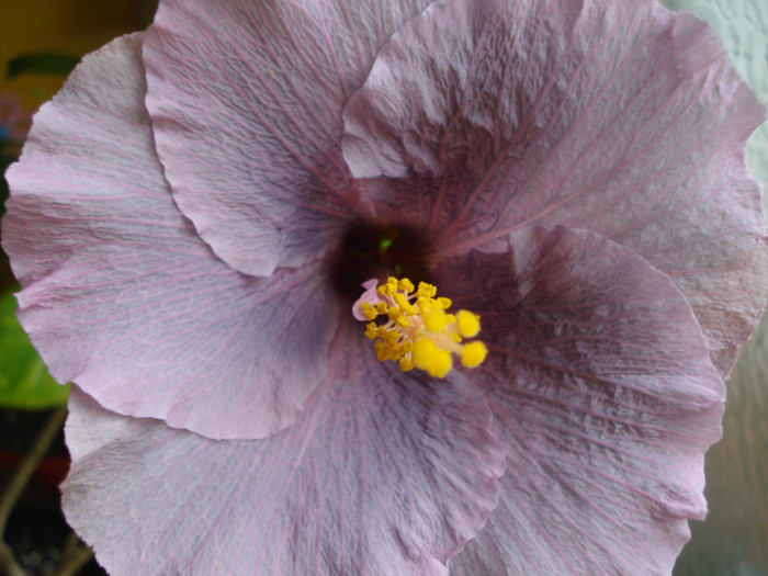 DSC05790 - Hibiscus