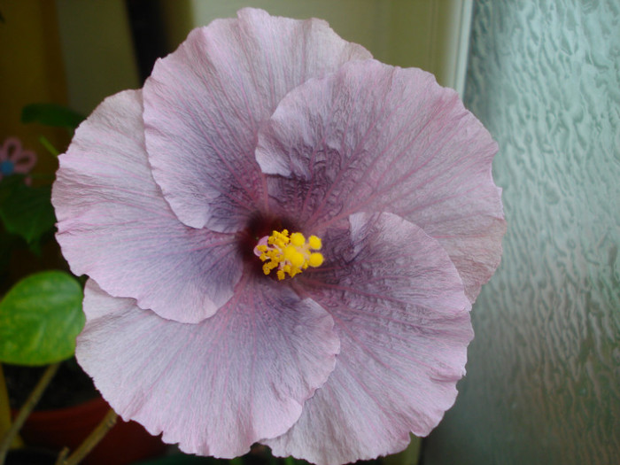 DSC05815 - Hibiscus