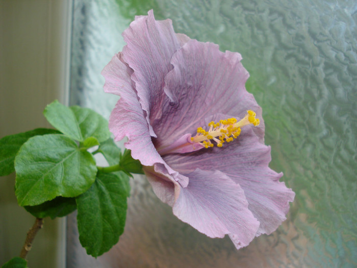 DSC05823 - Hibiscus