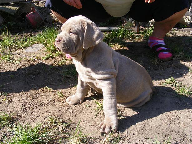 L - 19 arad mastino napoletano cu pedigree laura si clau