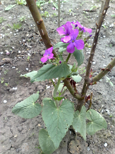 15042012 Lunaria - PRIMAVARA 2012