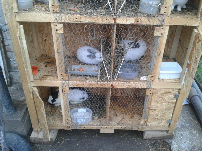 2012-04-15 18.43.15 - Custi iepuri