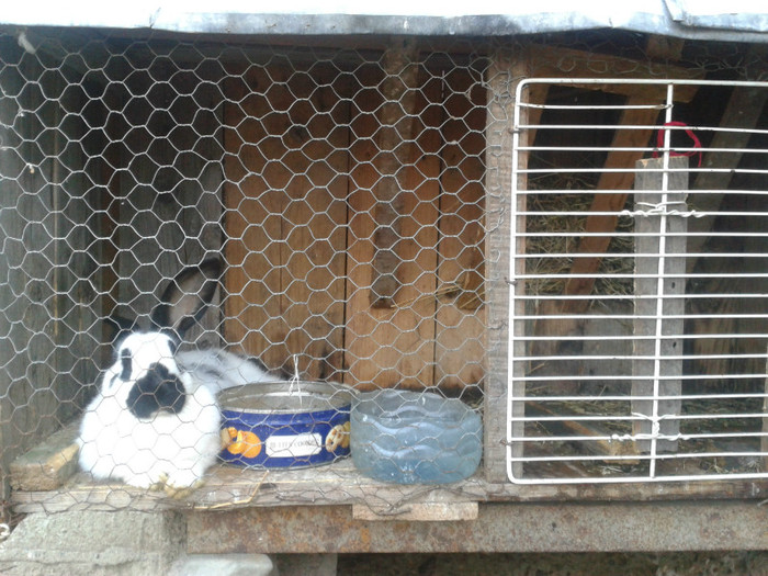 2012-04-15 18.43.32 - Custi iepuri