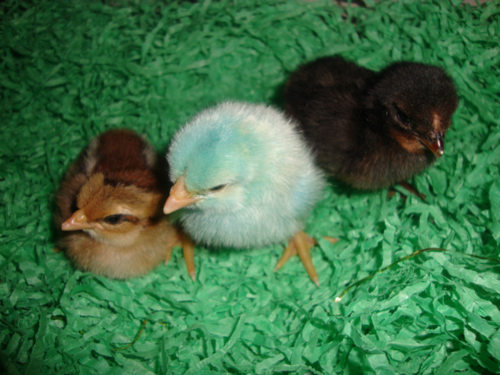  - un puisor mai special