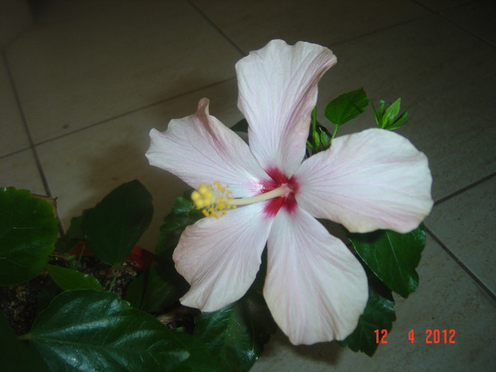 poze 335