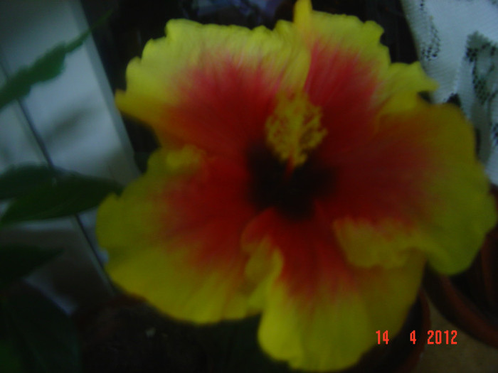 poze 354