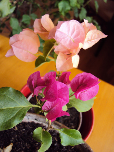 DSC04726 - Bougainvillea- un nou sezon