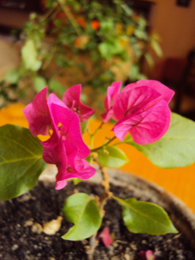 DSC04730 - Bougainvillea- un nou sezon