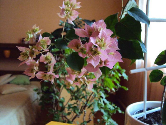 pagoda pink - Bougainvillea- un nou sezon