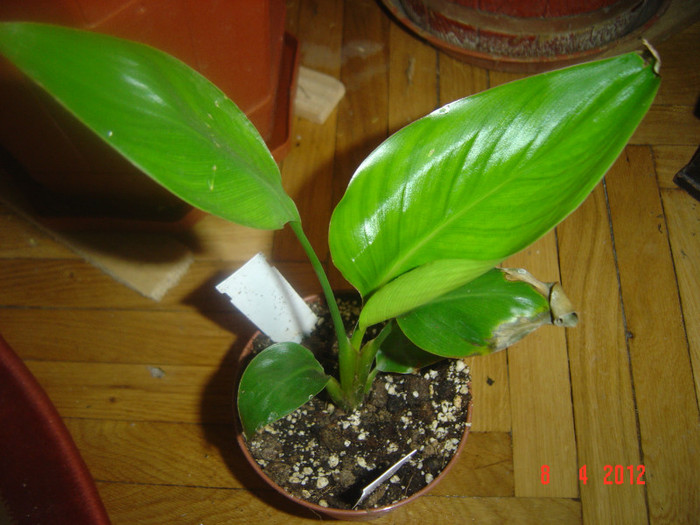 strelitzia