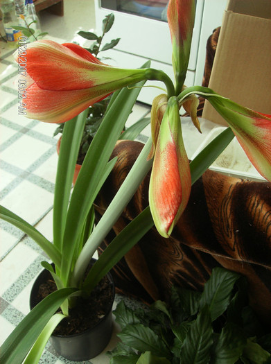 HPIM1646a - amarilis