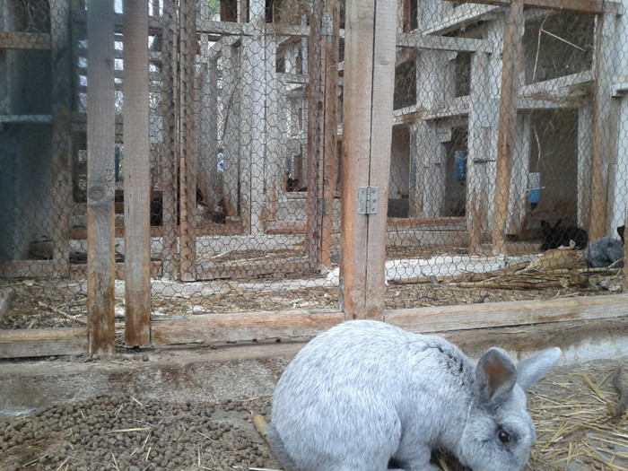 2012-04-14 12.47.49 - 09 - Ferma iepuri Moreni aprilie 2012