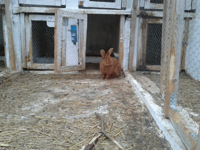 2012-04-14 12.48.13 - 09 - Ferma iepuri Moreni aprilie 2012