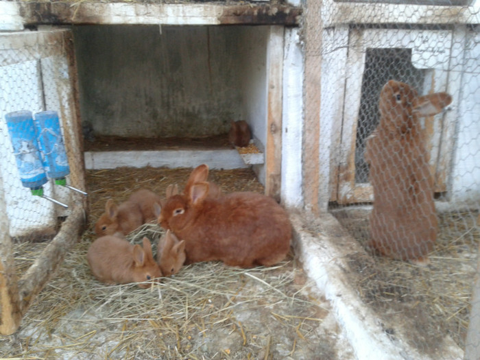 2012-04-15 19.00.41 - 09 - Ferma iepuri Moreni aprilie 2012