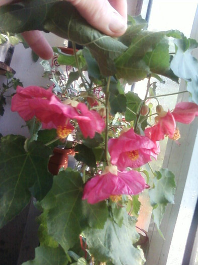  - A-Flori 2012