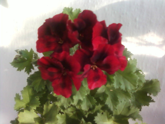  - A-Flori 2012