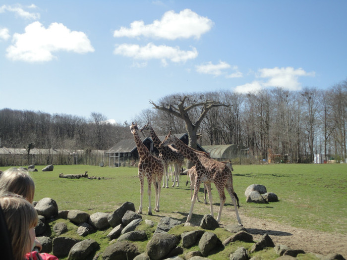 DSC02905 - De Paste la zoo aprilie 2012