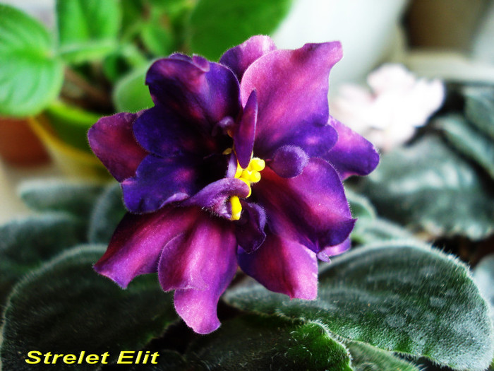 Strelet Elit (16-04-2012) - Violete 2012