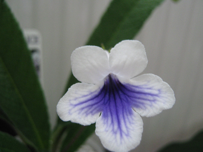  - streptocarpus Crystal Ice