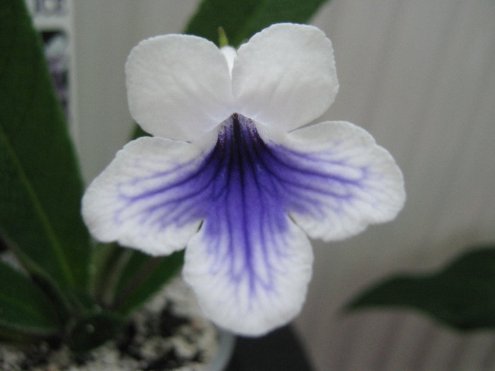  - streptocarpus Crystal Ice