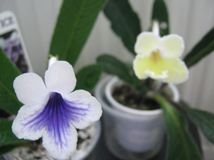 crystal ice,alissa - streptocarpusi