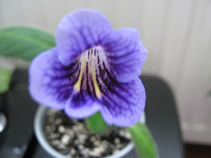  - streptocarpus Bristols Smelly Cat