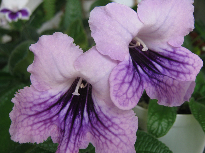  - streptocarpus DS Mistika