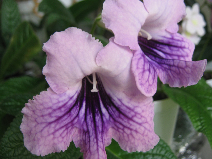  - streptocarpus DS Mistika