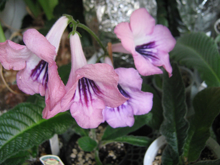 ds mirazh - streptocarpusi