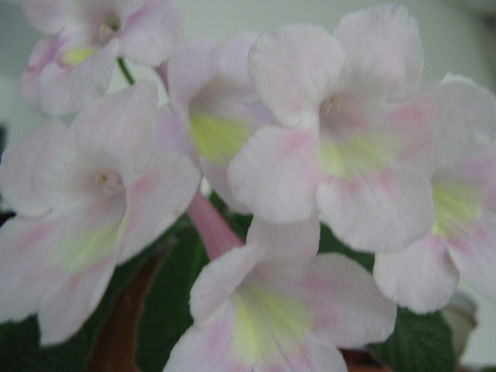  - streptocarpus Bristol_s Goose Egg