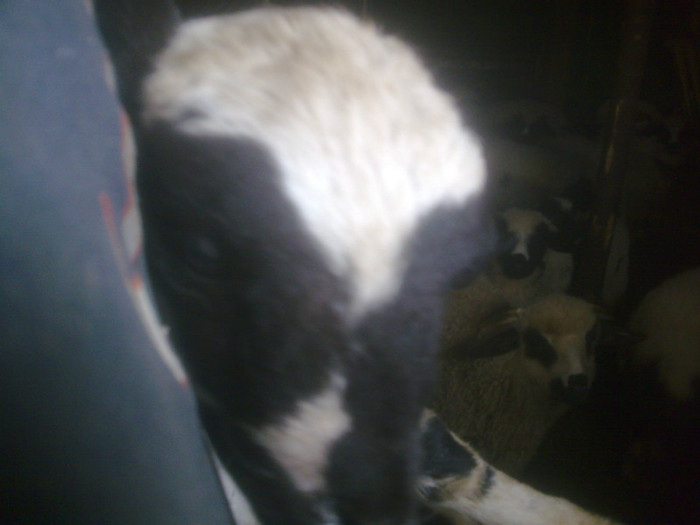 r@LuTzIc@025 - oile mele2012