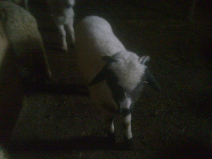 r@LuTzIc@029 - oile mele2012