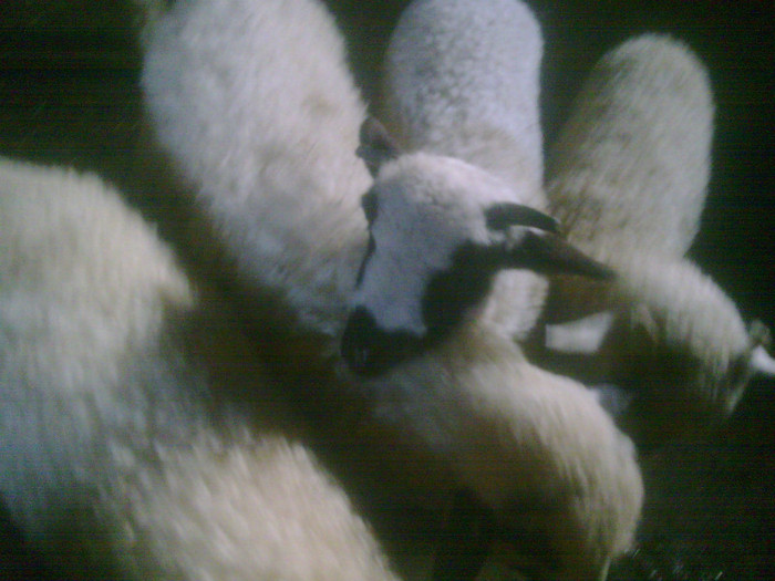 r@LuTzIc@030 - oile mele2012