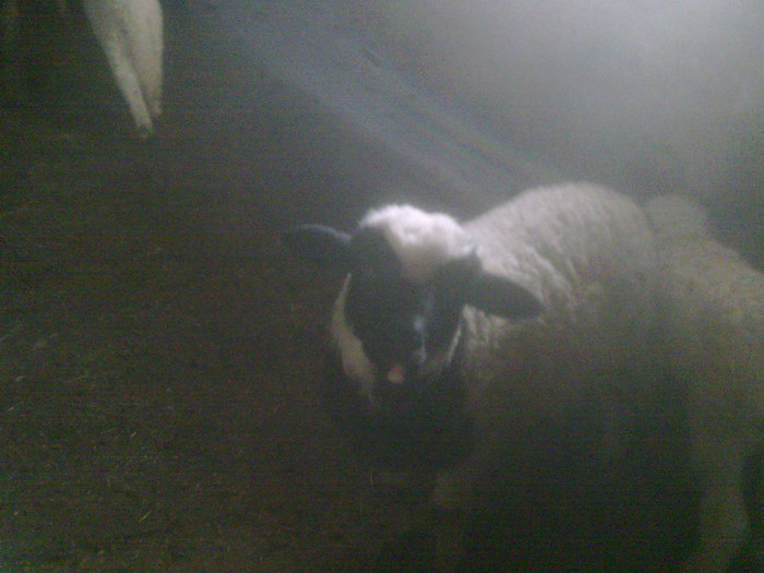 r@LuTzIc@031 - oile mele2012