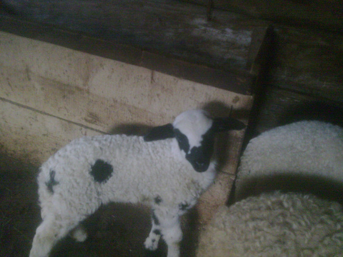 r@LuTzIc@035 - oile mele2012