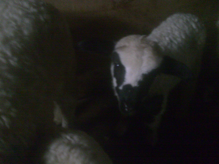 r@LuTzIc@059 - oile mele2012