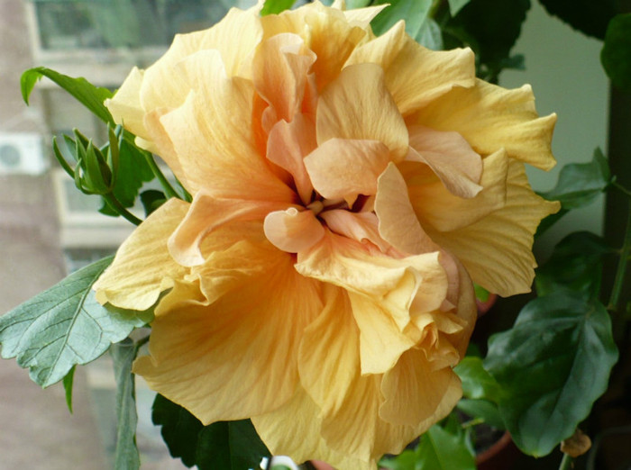 P1380383 - hibiscusi 2012