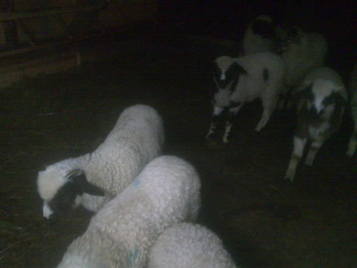 r@LuTzIc@073 - oile mele2012