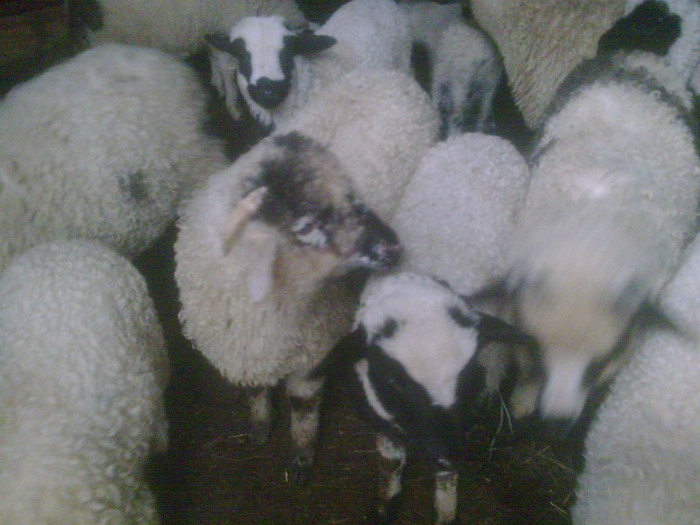 r@LuTzIc@075 - oile mele2012