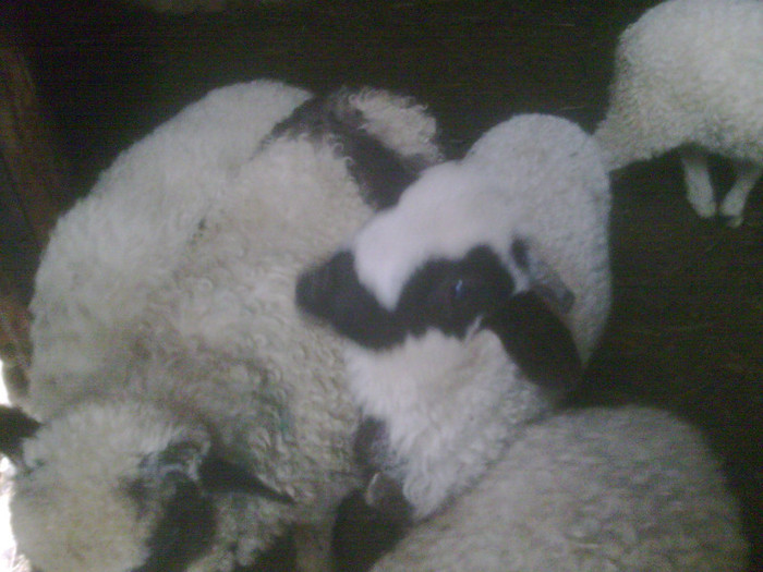 r@LuTzIc@078 - oile mele2012