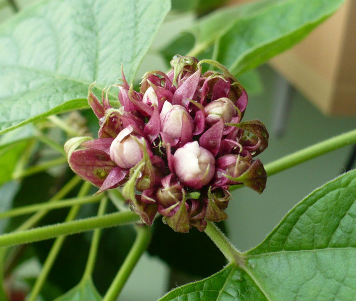 P1380387 - Clerodendron 2012